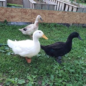 Meet your Posher, Brandy